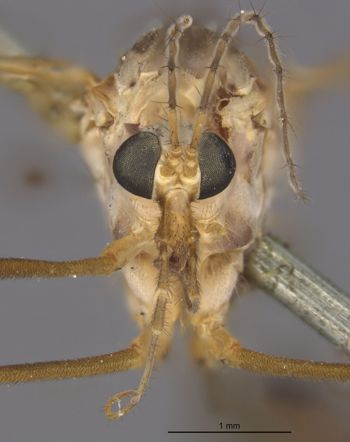 Media type: image;   Entomology 10324 Aspect: head frontal view